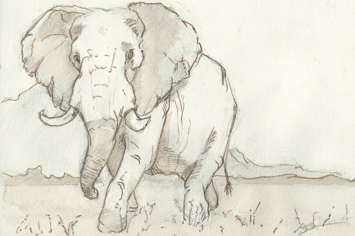 steve duncan art elephants1