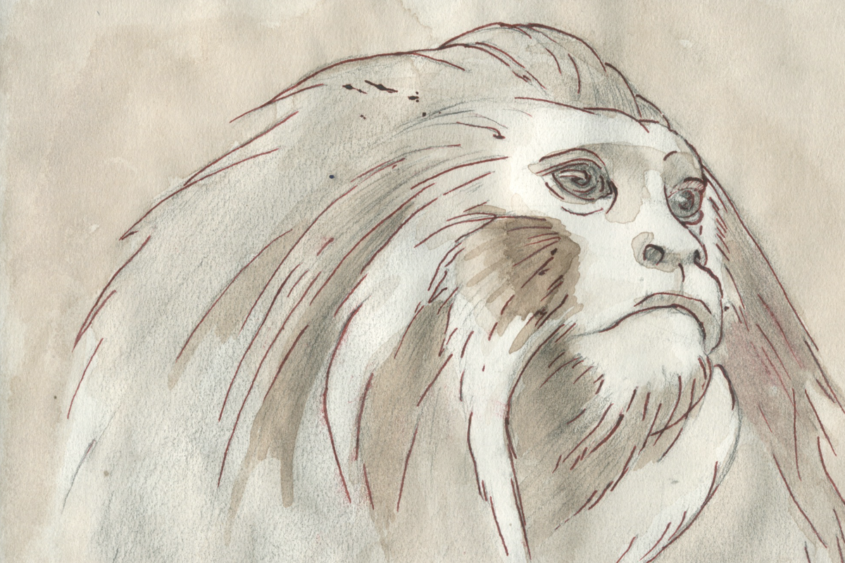 steve duncan art monkey1