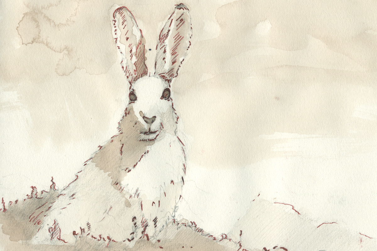 steve duncan art rabbit